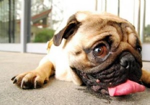 7 Essential Tips to Protect Your Dog from Heatstroke This Summer