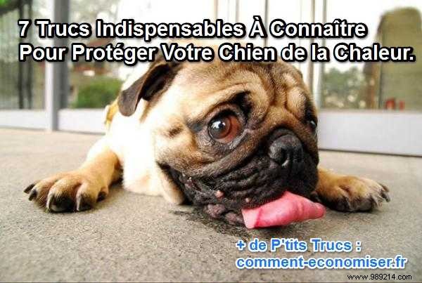 7 Essential Tips to Protect Your Dog from Heatstroke This Summer