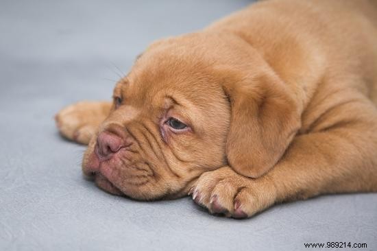 7 Essential Tips to Protect Your Dog from Heatstroke This Summer