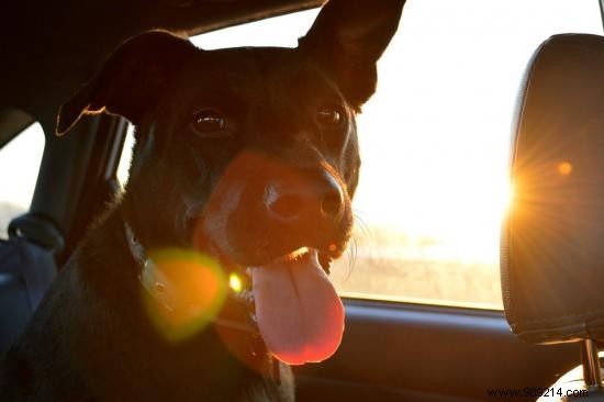 7 Essential Tips to Protect Your Dog from Heatstroke This Summer