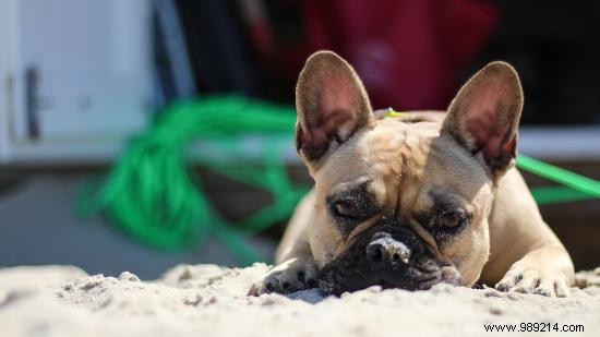 7 Essential Tips to Protect Your Dog from Heatstroke This Summer