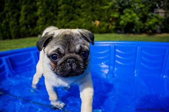 7 Essential Tips to Protect Your Dog from Heatstroke This Summer