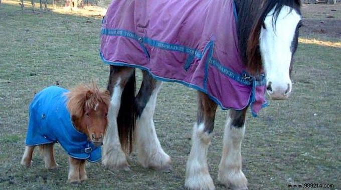 22 Heartwarming Photos of Baby Animals to Melt Your Heart