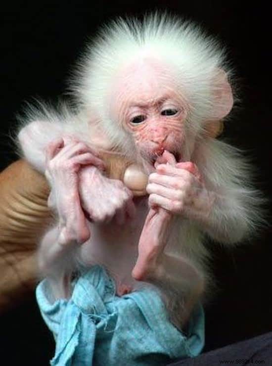 22 Heartwarming Photos of Baby Animals to Melt Your Heart