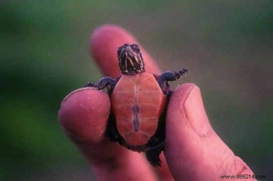 22 Heartwarming Photos of Baby Animals to Melt Your Heart