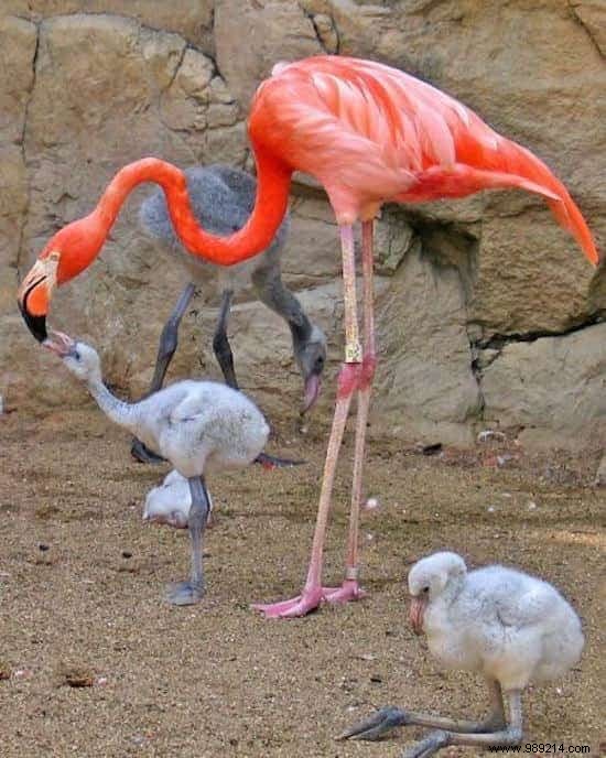 22 Heartwarming Photos of Baby Animals to Melt Your Heart