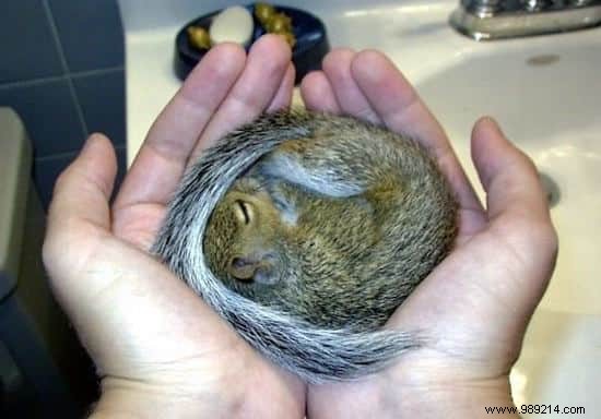 22 Heartwarming Photos of Baby Animals to Melt Your Heart