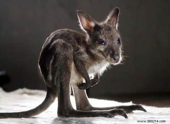 22 Heartwarming Photos of Baby Animals to Melt Your Heart