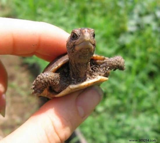 22 Heartwarming Photos of Baby Animals to Melt Your Heart