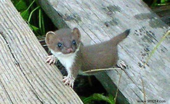 22 Heartwarming Photos of Baby Animals to Melt Your Heart