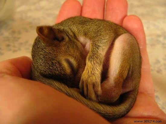 22 Heartwarming Photos of Baby Animals to Melt Your Heart