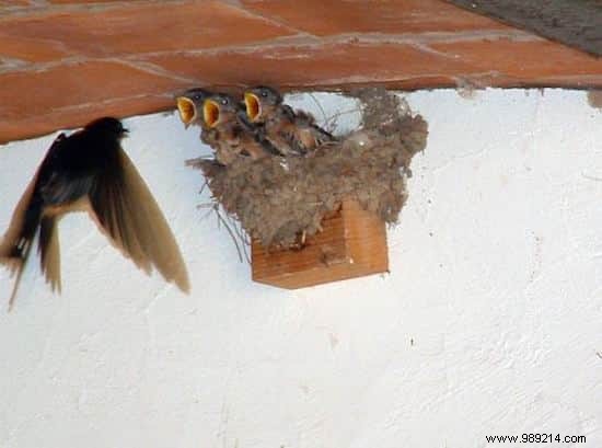 22 Heartwarming Photos of Baby Animals to Melt Your Heart