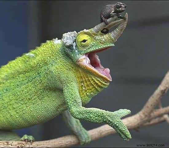 22 Heartwarming Photos of Baby Animals to Melt Your Heart