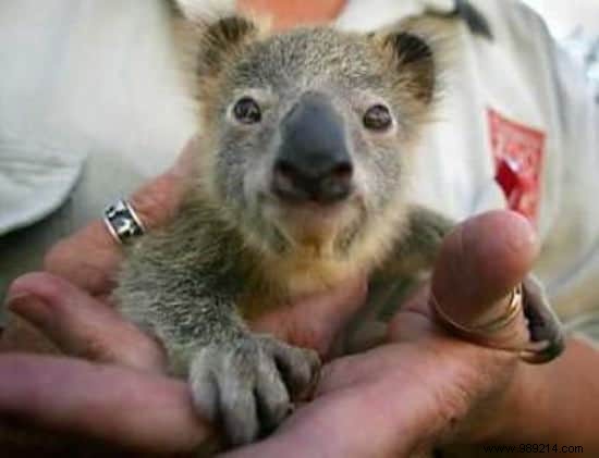 22 Heartwarming Photos of Baby Animals to Melt Your Heart