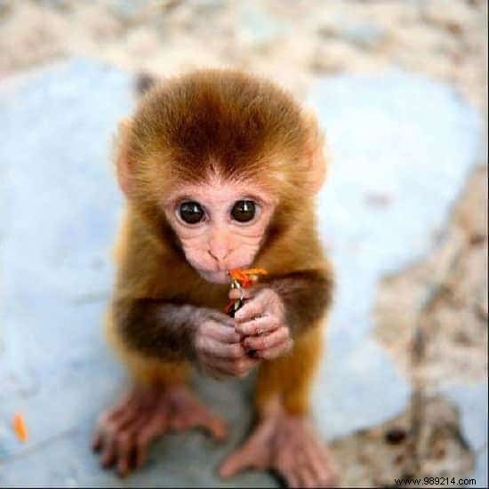 22 Heartwarming Photos of Baby Animals to Melt Your Heart