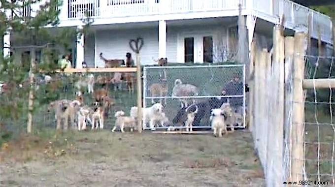 Compassionate Dog Lover Adopts 45 Rescues and Builds Them a 1.5-Hectare Sanctuary