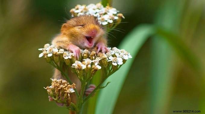 24 Hilarious Animal Photos Guaranteed to Brighten Your Day