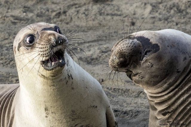 24 Hilarious Animal Photos Guaranteed to Brighten Your Day
