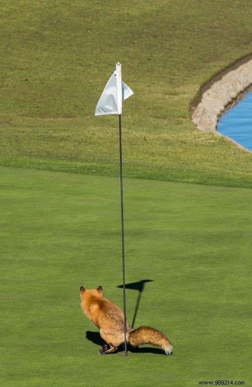 24 Hilarious Animal Photos Guaranteed to Brighten Your Day