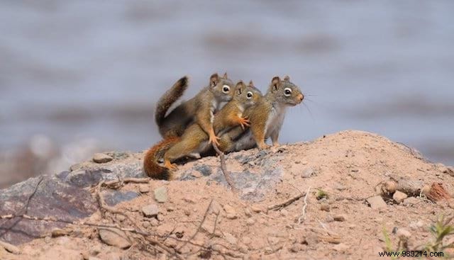 24 Hilarious Animal Photos Guaranteed to Brighten Your Day