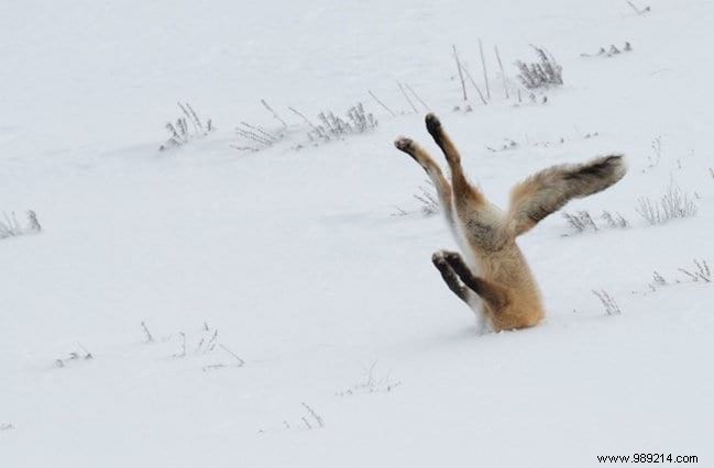 24 Hilarious Animal Photos Guaranteed to Brighten Your Day