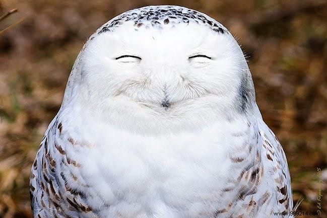 24 Hilarious Animal Photos Guaranteed to Brighten Your Day