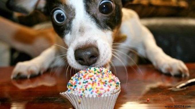 Safe Human Foods for Dogs: Expert Guide to 104 Foods Your Pup Can Eat