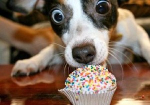 Safe Human Foods for Dogs: Expert Guide to 104 Foods Your Pup Can Eat