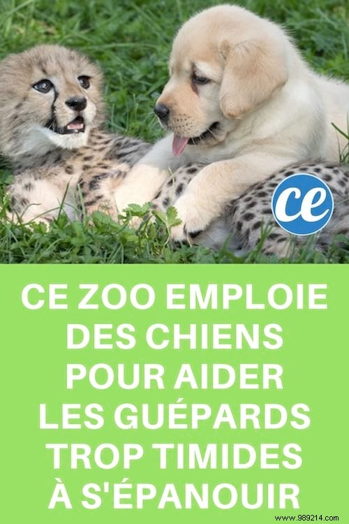 St. Louis Zoo Pairs Dogs with Anxious Cheetahs to Boost Socialization and Well-Being