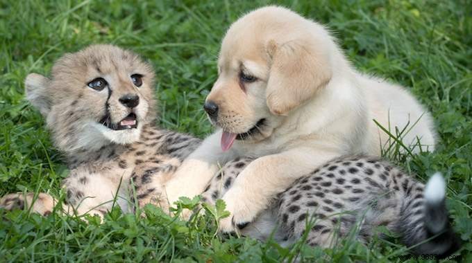St. Louis Zoo Pairs Dogs with Anxious Cheetahs to Boost Socialization and Well-Being