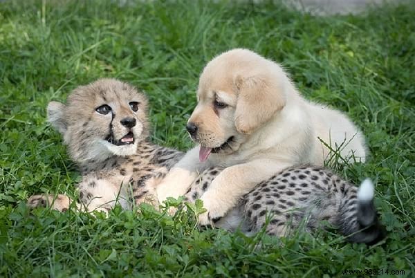 St. Louis Zoo Pairs Dogs with Anxious Cheetahs to Boost Socialization and Well-Being