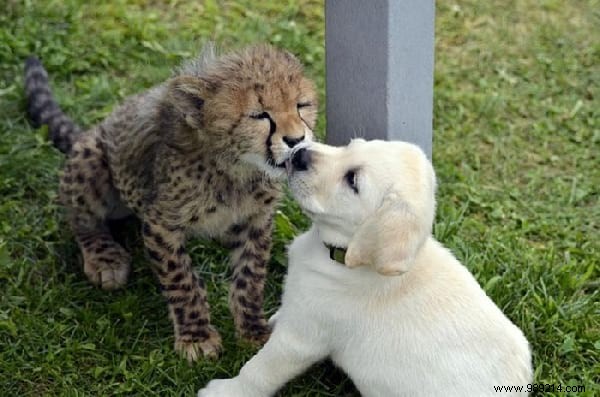St. Louis Zoo Pairs Dogs with Anxious Cheetahs to Boost Socialization and Well-Being