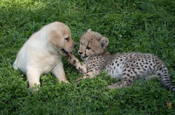 St. Louis Zoo Pairs Dogs with Anxious Cheetahs to Boost Socialization and Well-Being