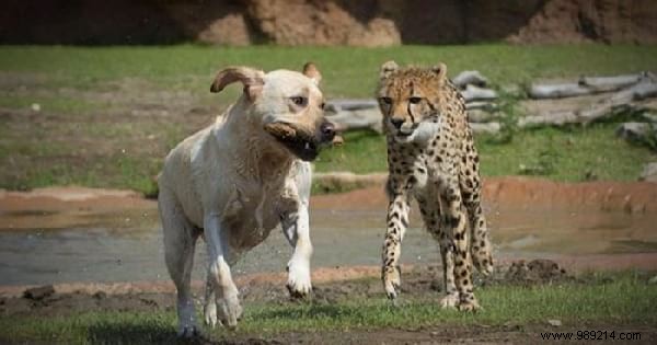 St. Louis Zoo Pairs Dogs with Anxious Cheetahs to Boost Socialization and Well-Being