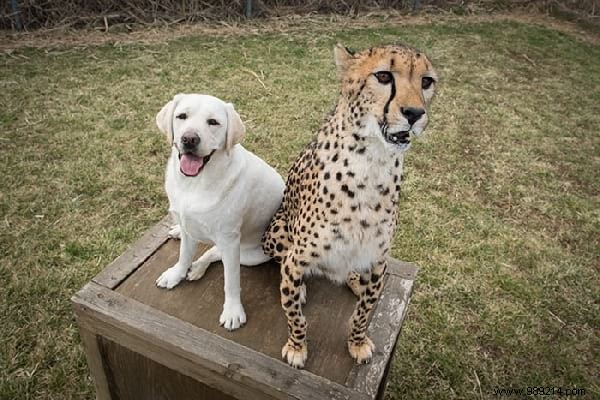 St. Louis Zoo Pairs Dogs with Anxious Cheetahs to Boost Socialization and Well-Being