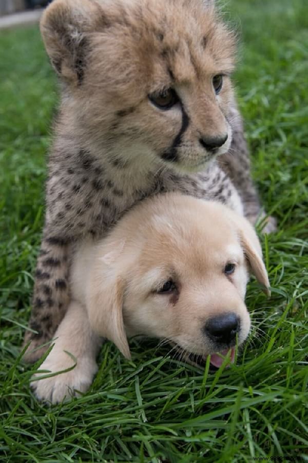 St. Louis Zoo Pairs Dogs with Anxious Cheetahs to Boost Socialization and Well-Being