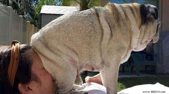 20 Hilarious Photos Proving Dogs Are Ultimate Scoundrels