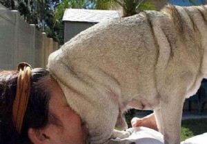 20 Hilarious Photos Proving Dogs Are Ultimate Scoundrels