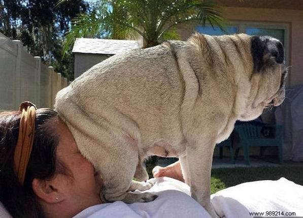 20 Hilarious Photos Proving Dogs Are Ultimate Scoundrels