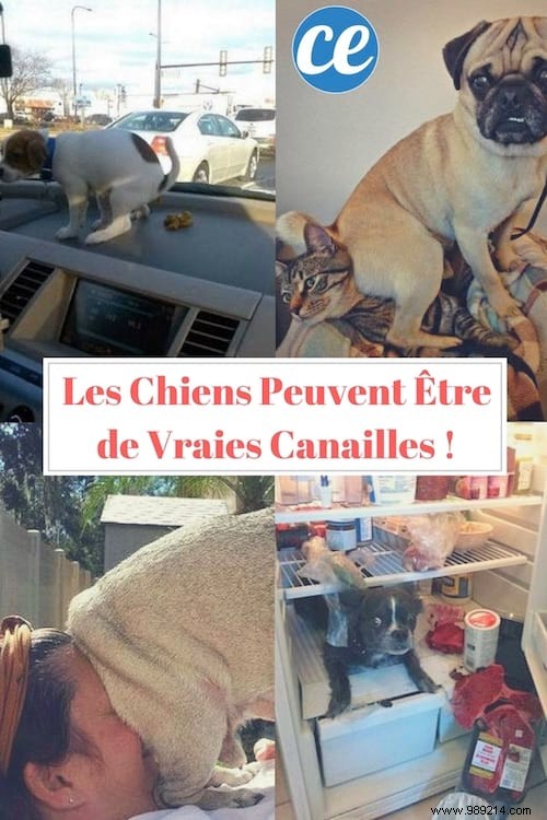 20 Hilarious Photos Proving Dogs Are Ultimate Scoundrels