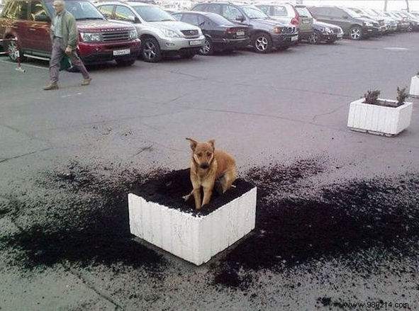 20 Hilarious Photos Proving Dogs Are Ultimate Scoundrels