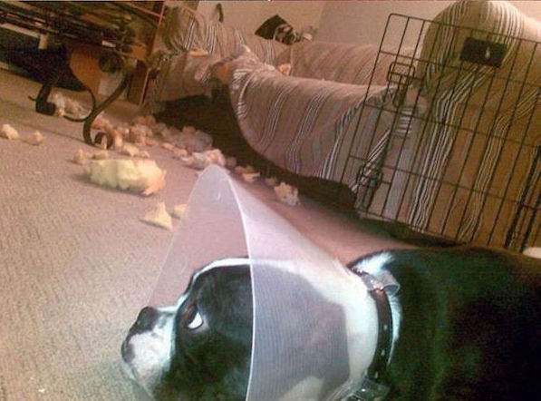 20 Hilarious Photos Proving Dogs Are Ultimate Scoundrels