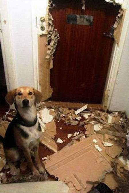 20 Hilarious Photos Proving Dogs Are Ultimate Scoundrels