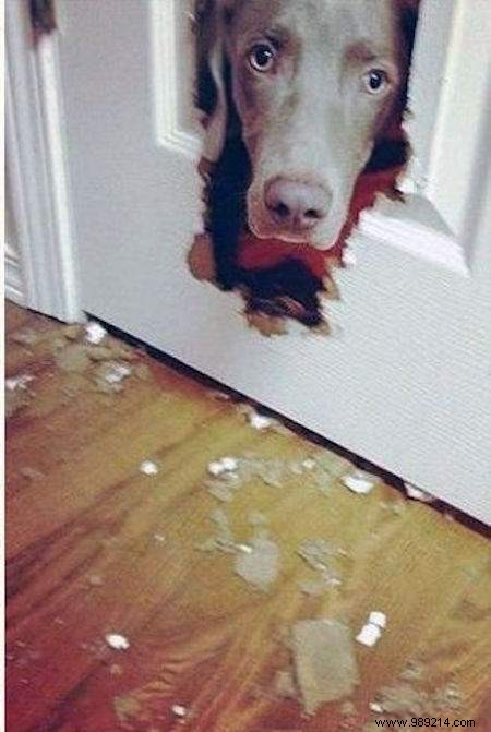 20 Hilarious Photos Proving Dogs Are Ultimate Scoundrels