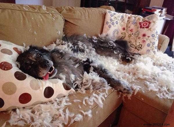 20 Hilarious Photos Proving Dogs Are Ultimate Scoundrels