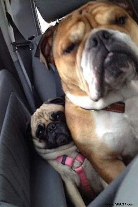 20 Hilarious Photos Proving Dogs Are Ultimate Scoundrels