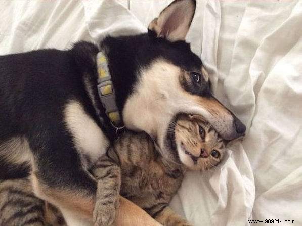 20 Hilarious Photos Proving Dogs Are Ultimate Scoundrels