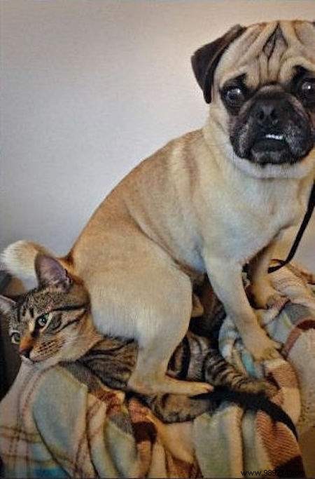 20 Hilarious Photos Proving Dogs Are Ultimate Scoundrels