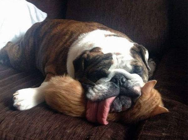 20 Hilarious Photos Proving Dogs Are Ultimate Scoundrels