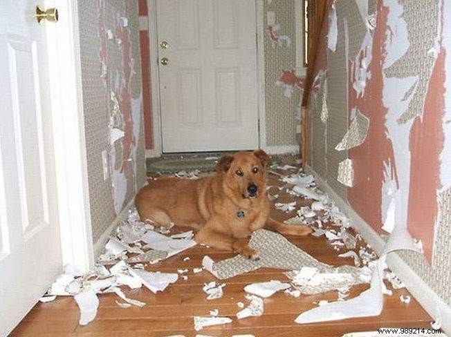 20 Hilarious Photos Proving Dogs Are Ultimate Scoundrels
